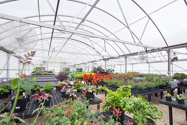 Green House